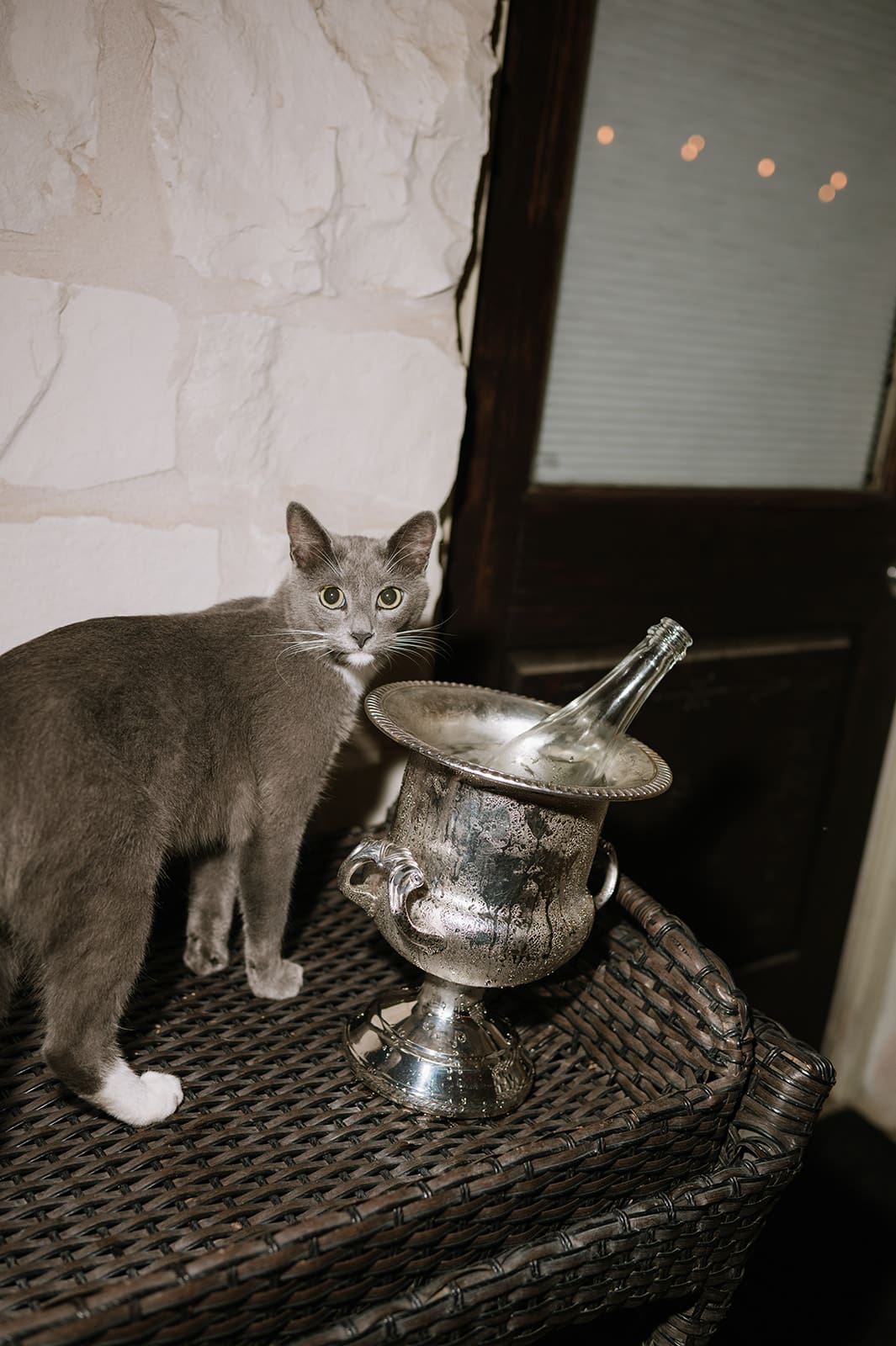 A gray and white cat stands on a wicker table next to a silver ice bucket holding a bottle, indoors near a door.