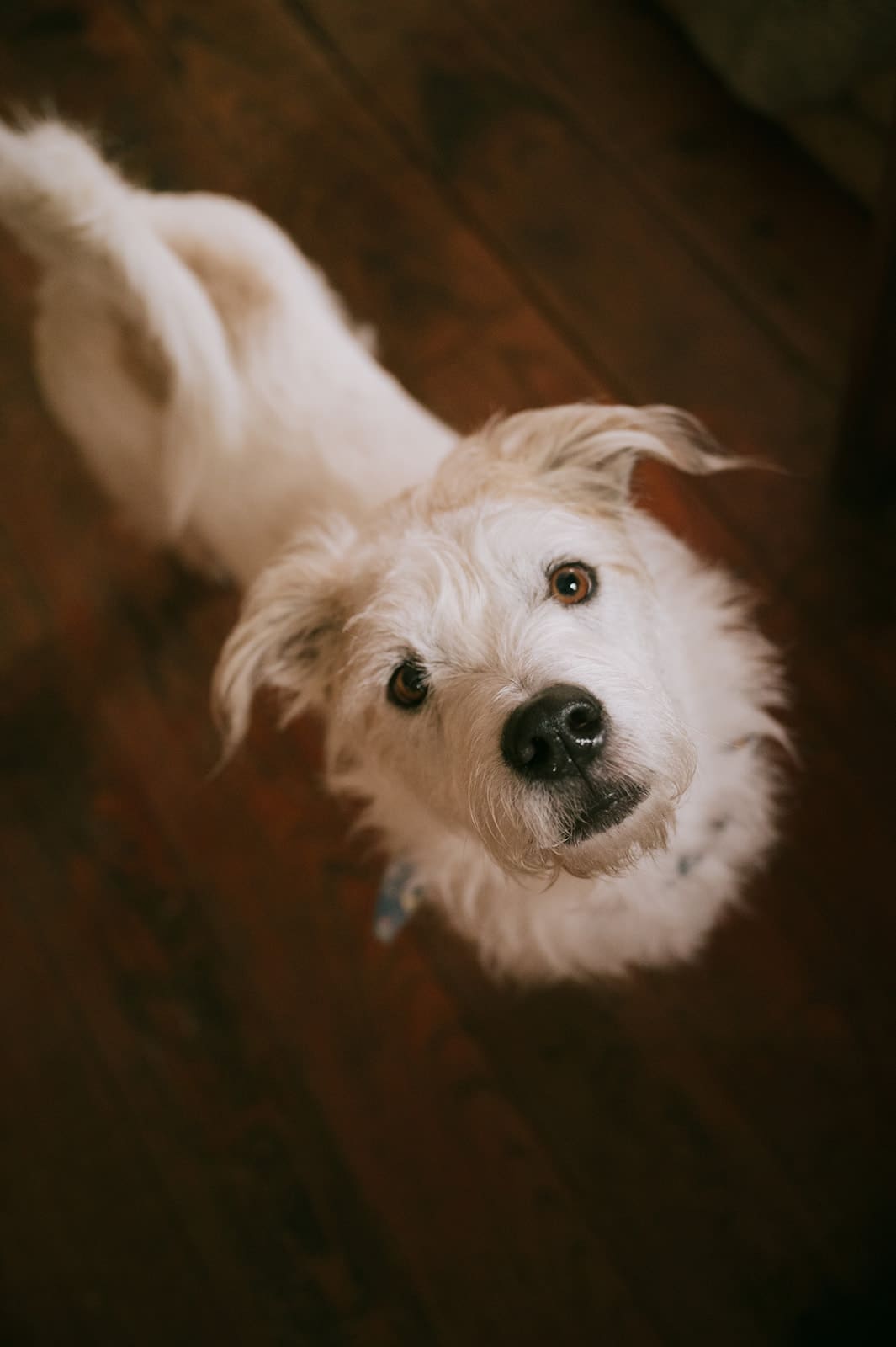 A white dog with shaggy fur looks up at the camera while standing on a wooden floor.